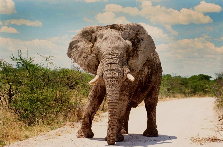 Namibie, NP Etosha, se slonem tváří v tvář