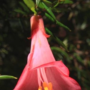 Chilská národní květina - lapagerie růžová