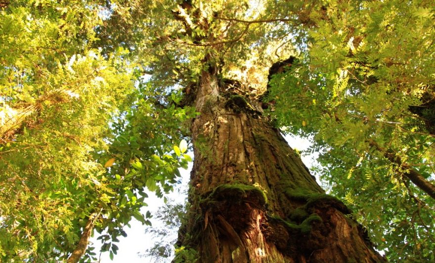 : Fitzroy cypřišovitá v parku Pumalín