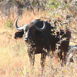 Buvol je nevídaným zabijákem