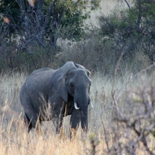 Slon může být drsným zabijákem
