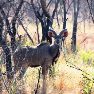 Samec Kudu
