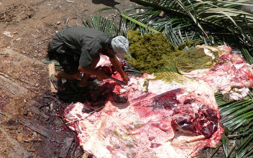 Zabije se až 220 prasat