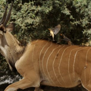 Samec po nástřelu odbíhá