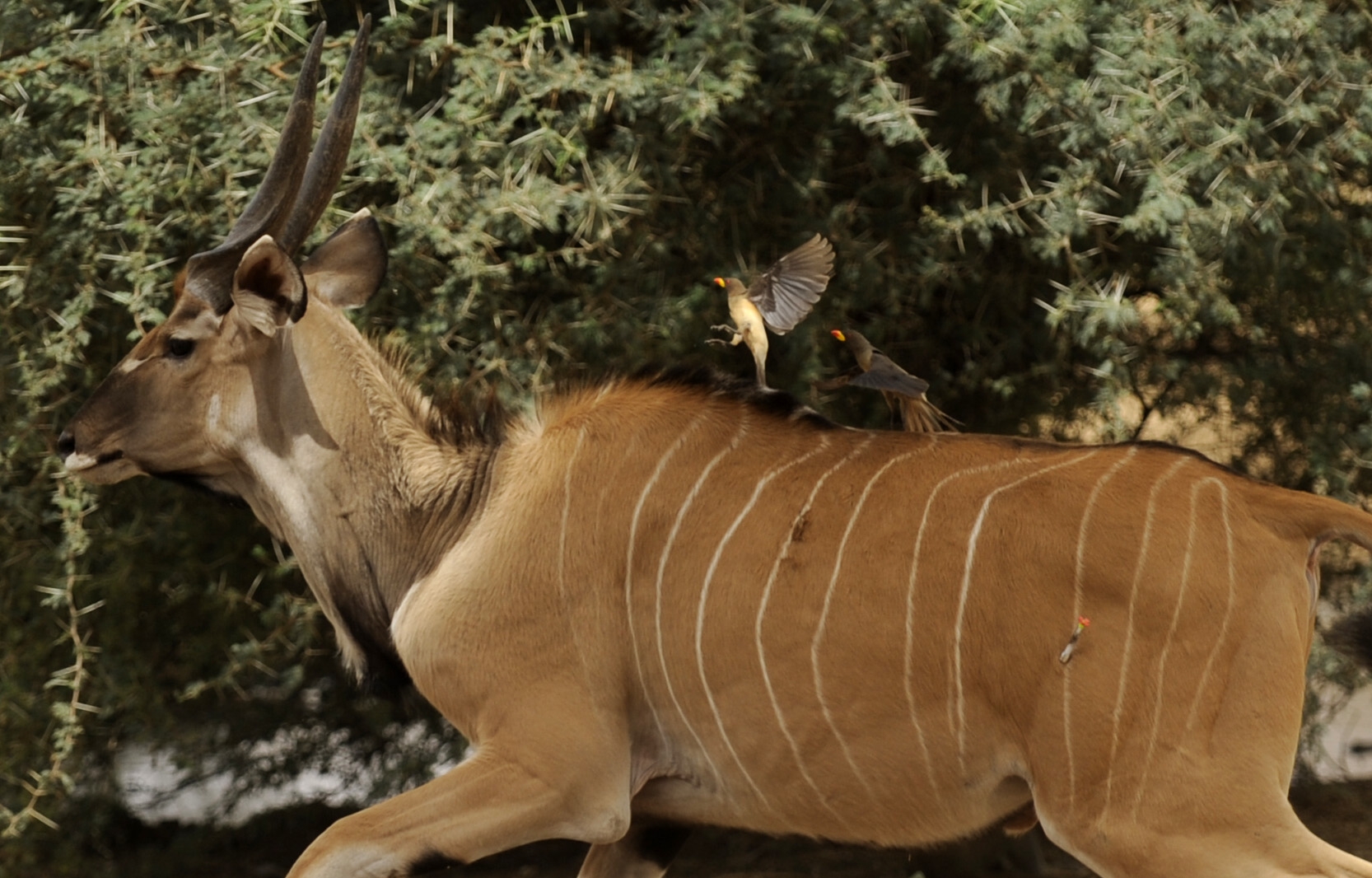 Samec po nástřelu odbíhá