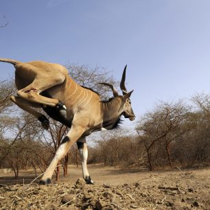 Skok do nového stáda