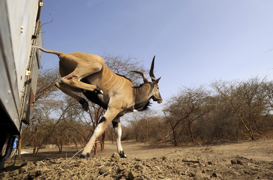 Skok do nového stáda
