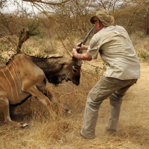 Veterinář pokládá imobilizované zvíře
