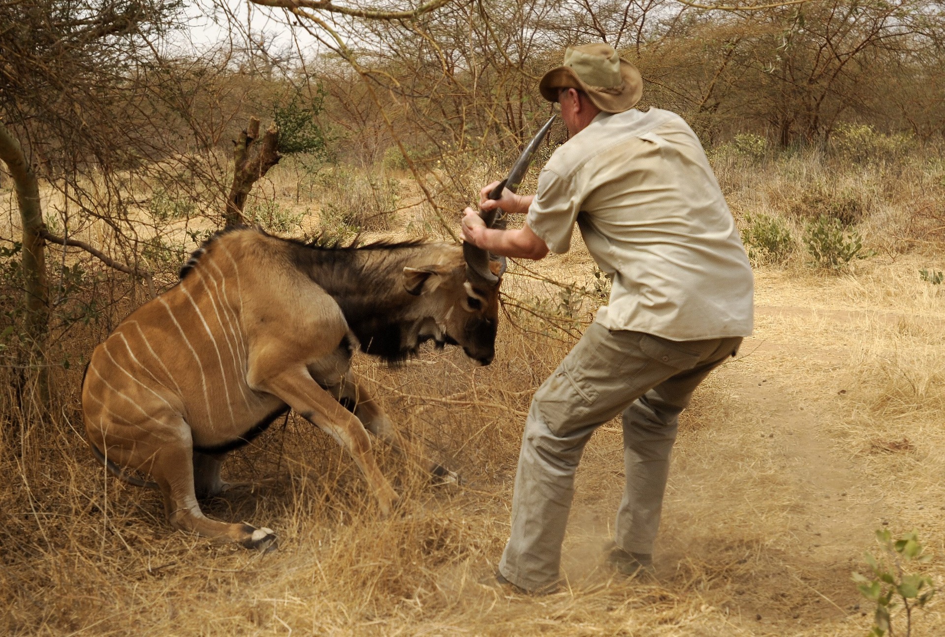 Veterinář pokládá imobilizované zvíře