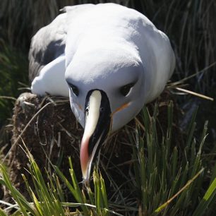 Albatros, Jižní Georgie (Jiří Večerník)