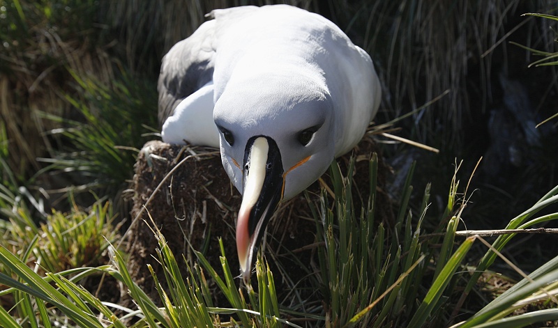 Albatros, Jižní Georgie (Jiří Večerník)