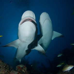 Na Kubě lze spatřit i žraloka
