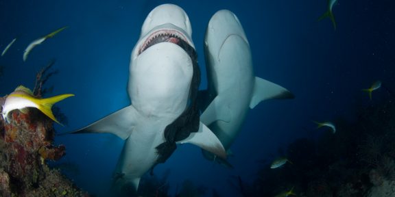 Žralok lovil rybáře! Ano, i to se může stát na „nejjedovatější kontinent světa“. Jak se vyhnout nebezpečí v Austrálii?