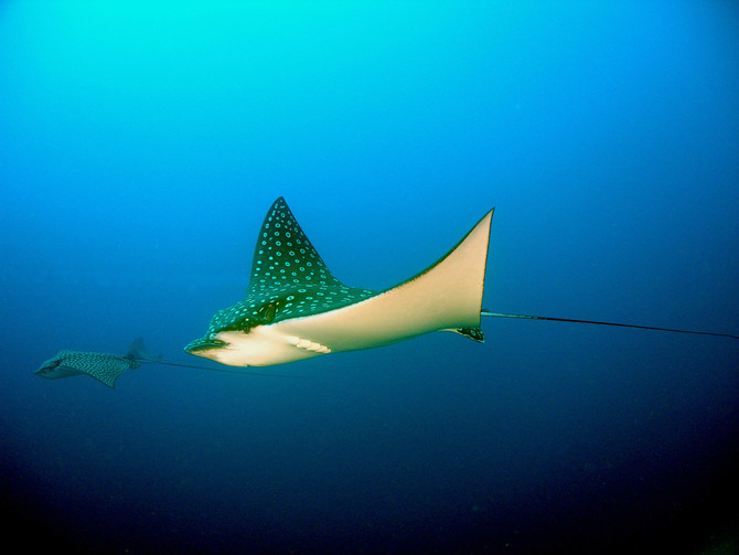 Bohatý povodní svět