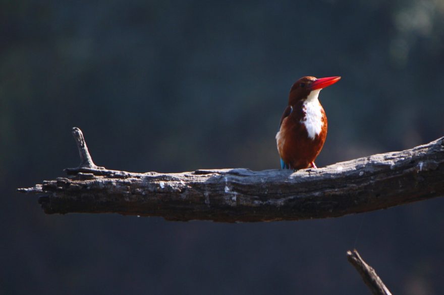 Ledňáček po němž se jmenuje oblíbené indické pivo Kingfisher i indické aerolinie