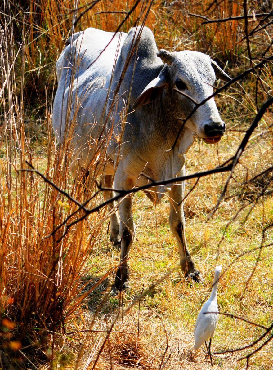 Všudepřítomné krávy
