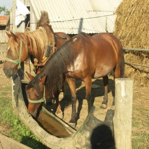 Koně jsou pro místní milovaná zvířata