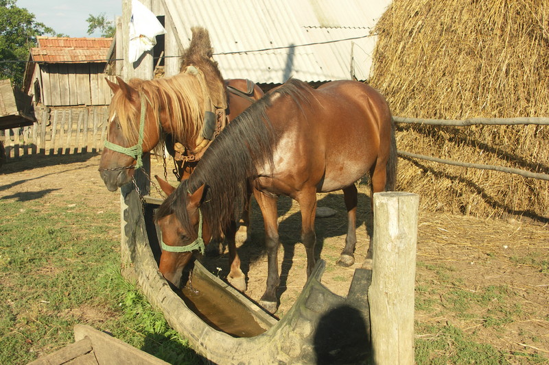 Koně jsou pro místní milovaná zvířata