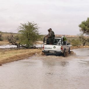 Kalahari bývá po většinu roku suchá a o vodě si může nechat jen zdát. Když vytoužený déšť přijde, promění krajinu k nepoznání.