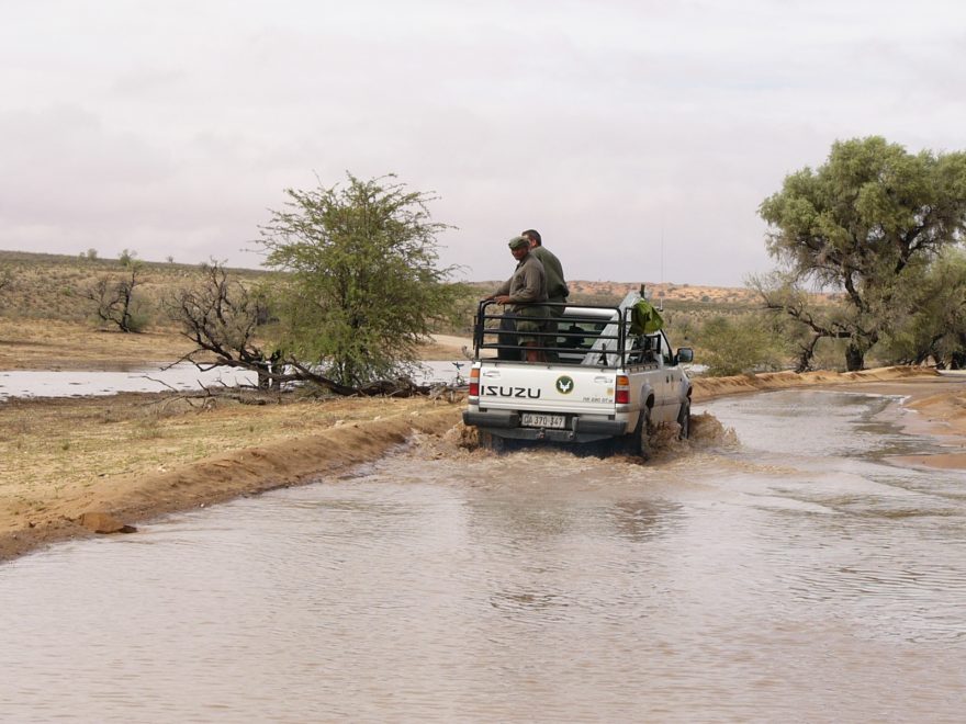 Kalahari bývá po většinu roku suchá a o vodě si může nechat jen zdát. Když vytoužený déšť přijde, promění krajinu k nepoznání.