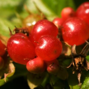 ostružiník moruška