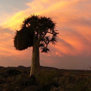 V polopouští dokáže růst jen málo druhů rostlin, například Aloe dichotoma. Její koruny se stávají útočištěm snovačů pospolitých, kteří si mezi jejími větvemi staví hnízda.