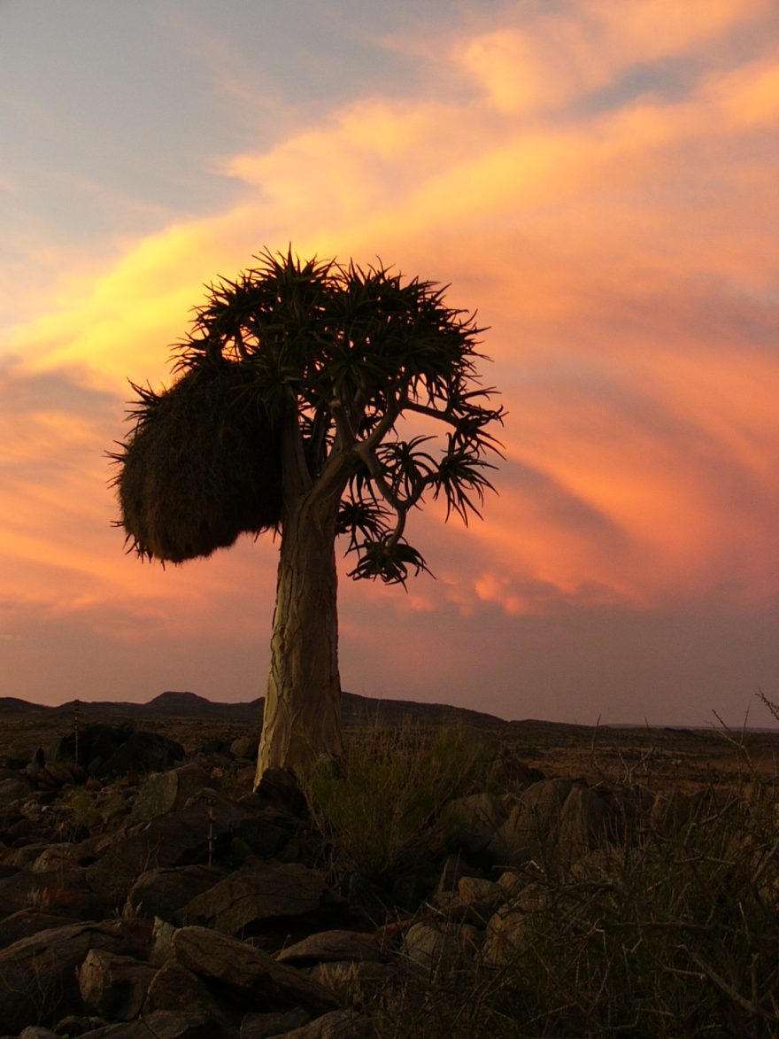V polopouští dokáže růst jen málo druhů rostlin, například Aloe dichotoma. Její koruny se stávají útočištěm snovačů pospolitých, kteří si mezi jejími větvemi staví hnízda.