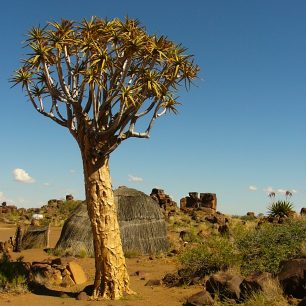 Aloe dichotoma,  tedy stromová aloe, Toulcový strom či Quiver Tree, to jsou názvy pro jednu a tutéž rostlinu, která je krásnou ozdobou vyprahlé jihonamibijské krajiny. 