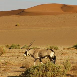 Cestou pouští do pánve Deadvlei se nám do cesty připletla antilopa oryx, přímorožec. Snaží se nám útéct, ale činí tak nevědomky ve směru našeho pochodu. 