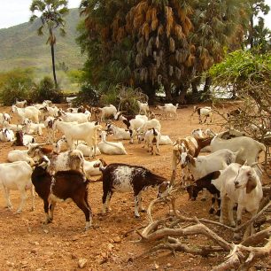 Základním zdrojem jejich obživy Himbů jsou stáda koz, která jim poskytují nejen mléko a maso, ale též kůže, z nichž si zhotovují jednoduché části svého ošacení, ozdoby, šperky i dredy, které nosí na hlavách. 