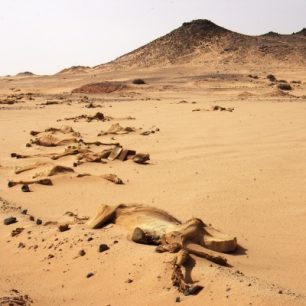 Mrtvoly velbloudů v poušti zůstali po uprchlících z Dárfúru