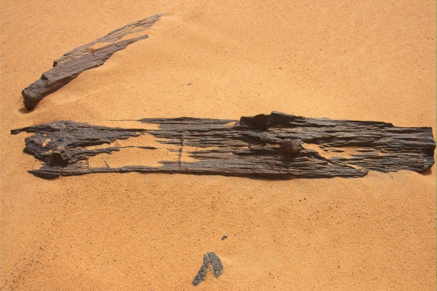Po miliony let se do struktury dřeva ukládaly soli křemíku a proměnily někdejší stromy v kámen