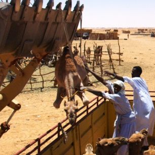 Nakládání velbloudů, Libye