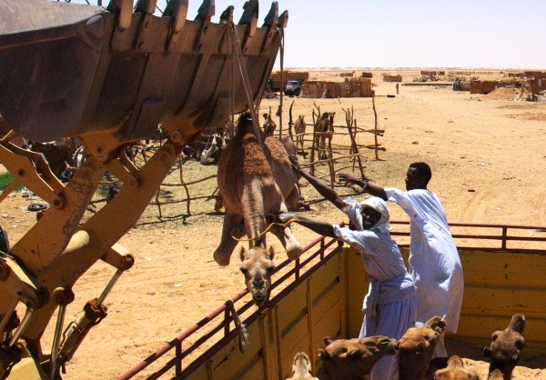 Nakládání velbloudů, Libye