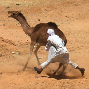 Krocení a nakládání velbloudů před přepravou