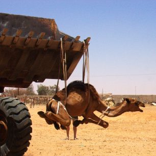 Velbloudi jsou v poušti na korby automobilů nakládáni pomocí bagrů