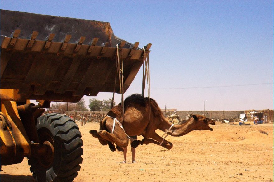Velbloudi jsou v poušti na korby automobilů nakládáni pomocí bagrů