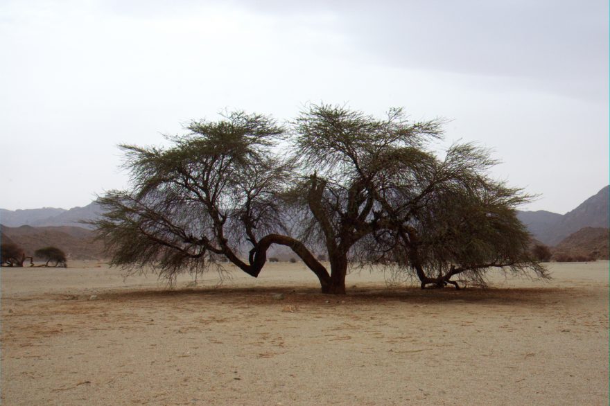 Uvnitř kráteru Waw en Namus