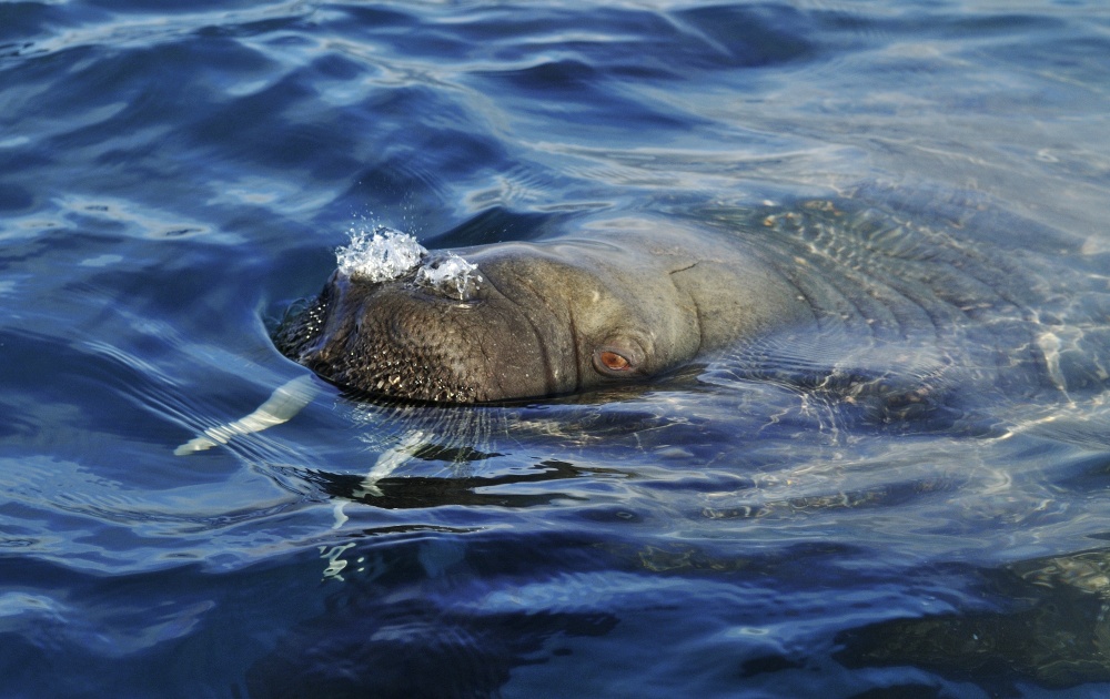 Koupající se mrož, Špicberky