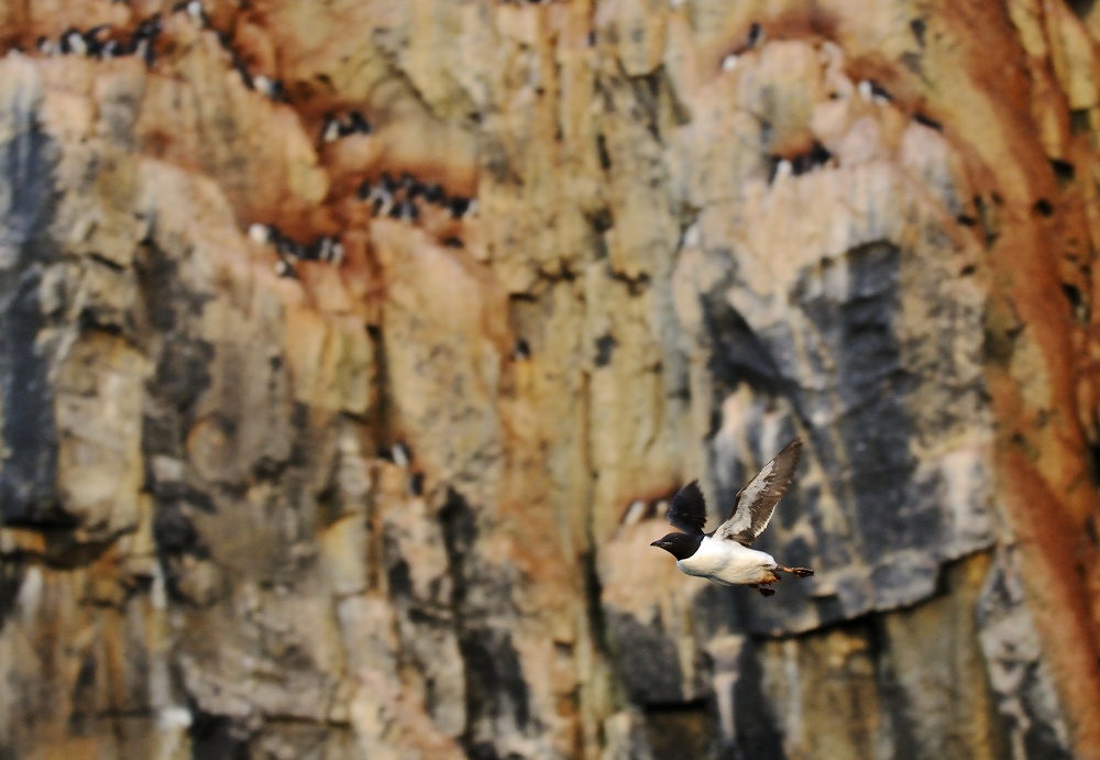 Hnízdišti alkounů tlustozobých