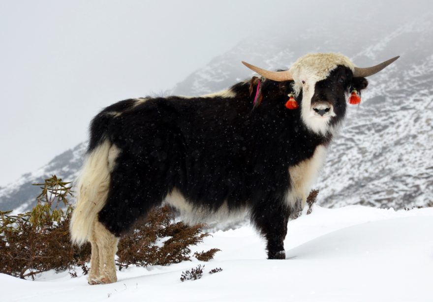 Po šesti dnech v opuštěných horách jsme narazili na jaka - 1. známka civilizace