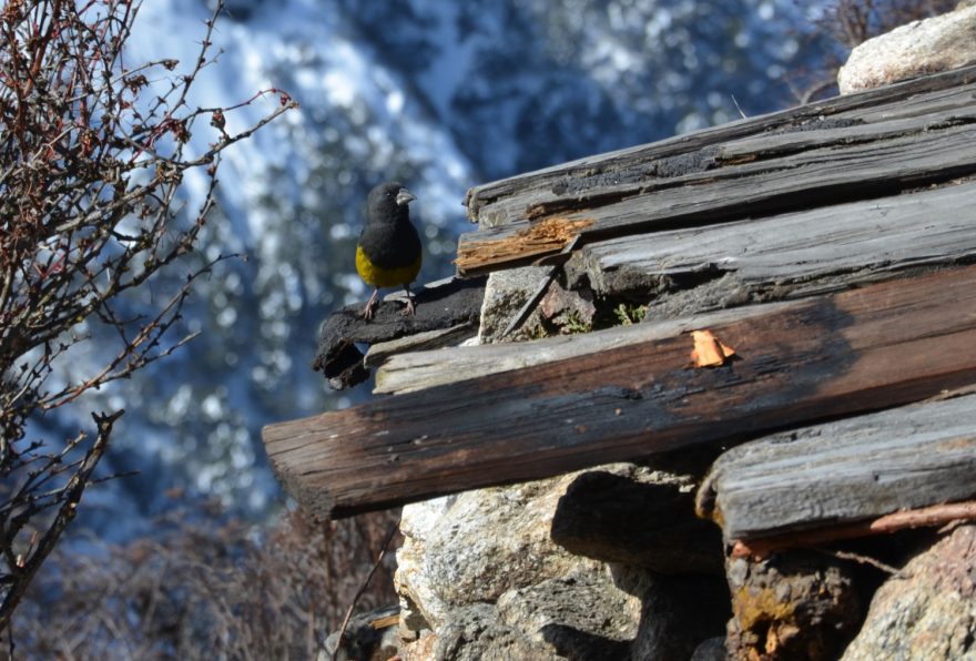 Návštěvník, Indie, Himálaj