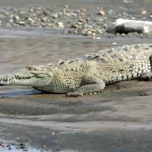Samci krokodýla amerického dorůstají obvykle délky mezi pěti až šesti metry.