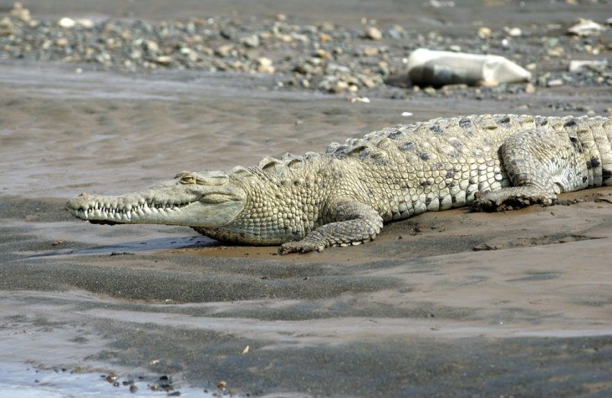 Samci krokodýla amerického dorůstají obvykle délky mezi pěti až šesti metry.