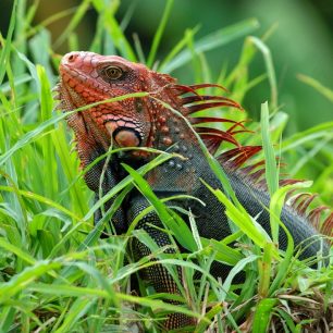Z vysokých břehů řeky nás bez hnutí pozoruje leguán zelený (Iguana iguana).