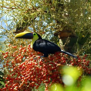 Na plodech palmy u přístavu se krmí tukan hnědohřbetý (Ramphastos swainsonii)