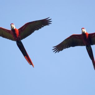 Dvojice papoušků ara arakanga.