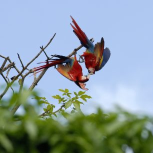 Dvojice papoušků ara arakanga.