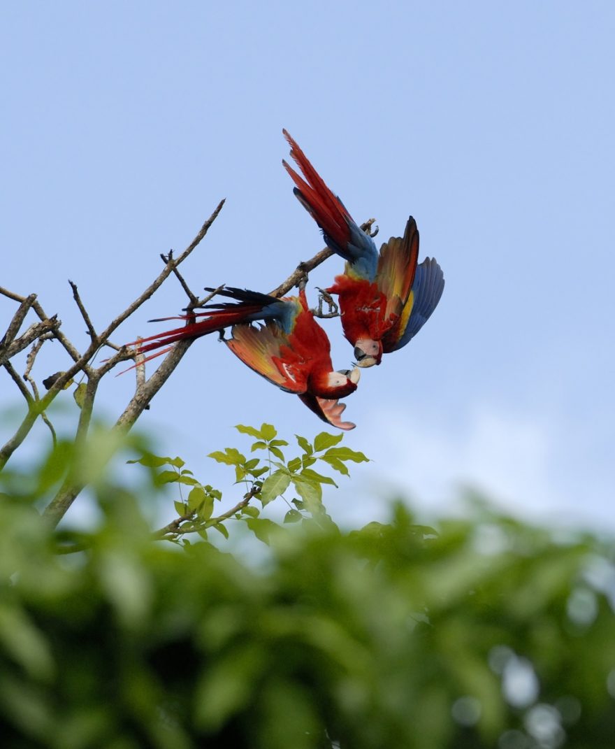 Dvojice papoušků ara arakanga.