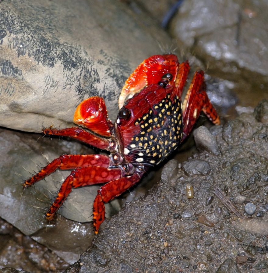 Kořistí krokodýlů se občas stávají i různé druhy krabů.
